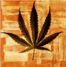 ganja